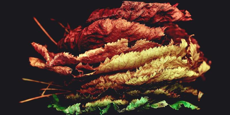 在线学习时代的教育资讯最佳实践：融合教学指导与职业发展的新路径