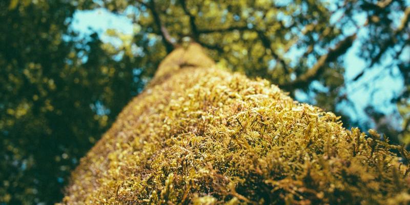 早期阅读如何塑造未来？实证研究揭示家庭阅读环境对0-6岁儿童语言与社会性发展的深远影响