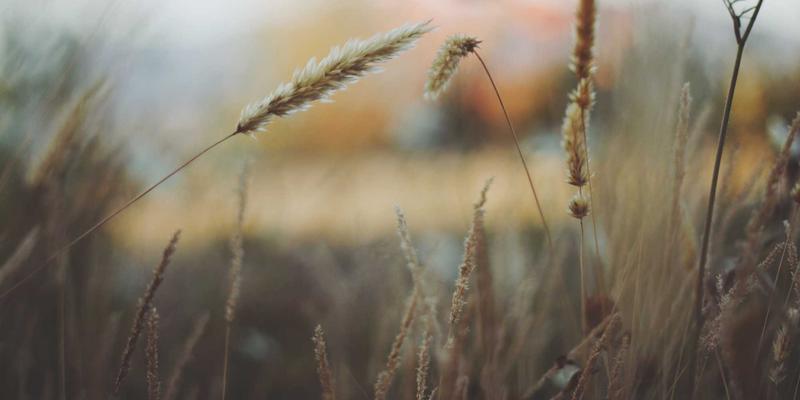 混合式学习模式下学生自主学习能力培养与教学策略优化 | 高等教育资源深度解析